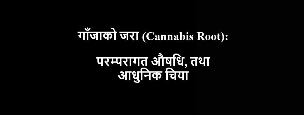गाँजाको जरा (Cannabis Root): परम्परागत औषधि, तथा आधुनिक  चिया